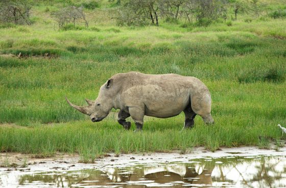 Lake Naivasha Crescent Island Day Tour