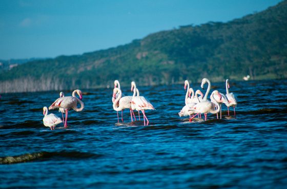 Lake Nakuru Day Trip