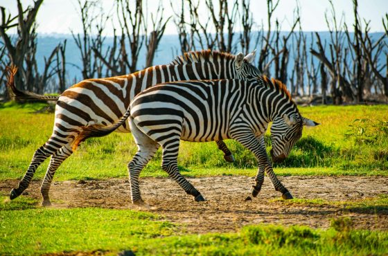 Lake Nakuru Overnight