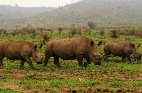 Ol Pejeta Conservancy Full Day
