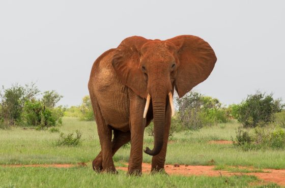 Tsavo Day Trip